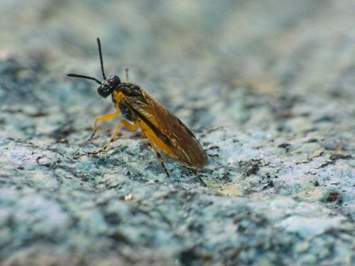 Athalia sp.